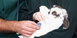 Malattie del coniglio 1468 0 Malattie del coniglio